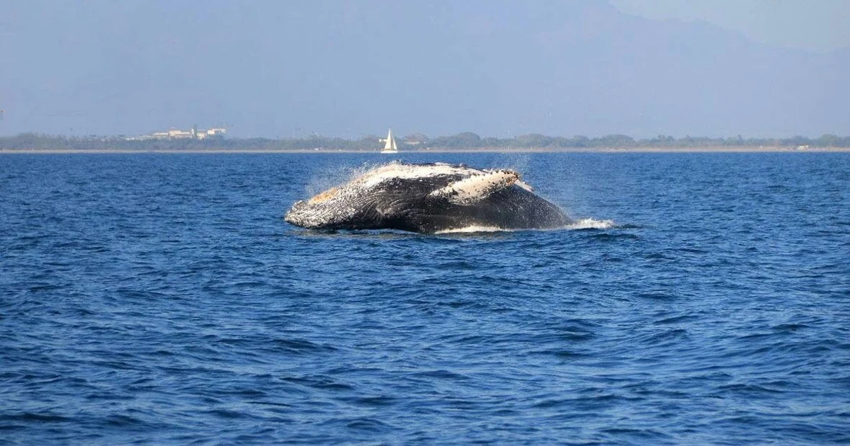 Avistamiento de Ballenas Jorobadas en PV