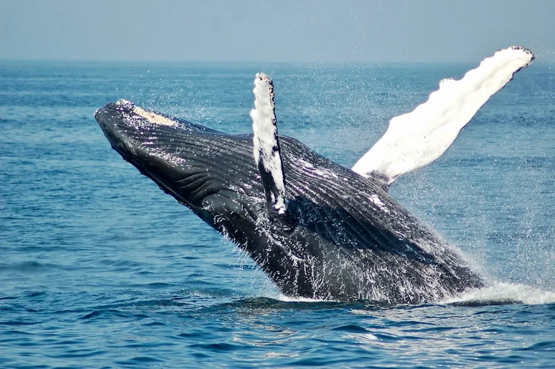 đ Tour de Ballenas â BahĂa de Banderas